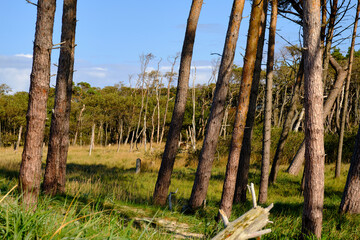 Lichtstimmung im Darßer Urwald und am Darßer Weststrand, Nationalpark Vorpommersche Boddenlandschaft, Mecklenburg Vorpommern, Deutschland