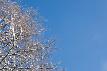 snowy winter trees