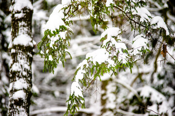 Snow-covered branches of spruce in the winter forest
