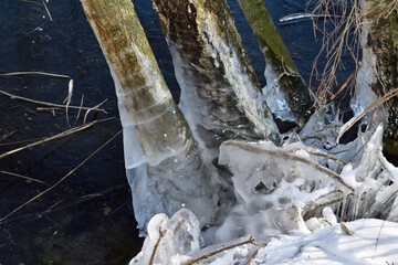 Close up of ice forming around the base of a tree at the shore of a lake close to Oss, Netherlands