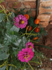 flowers in the garden
