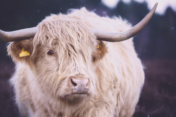 Vache des Highlands écossais
