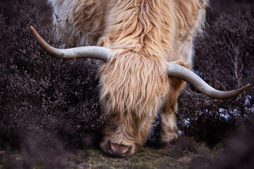 The Echo of Peacefulness 