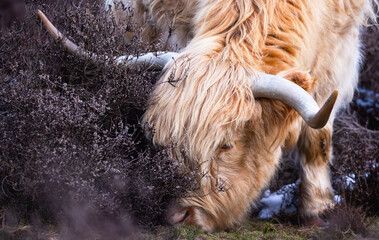 The Highland Cow
