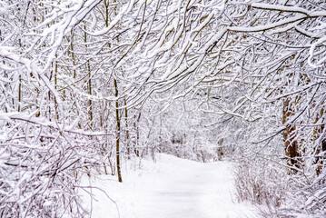 Snow-covered tree branches in a winter Park

