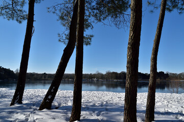 A beautiful view of a frozen lake through the  trees at the edge of a Dutch forest