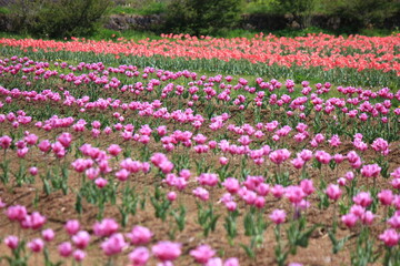 チューリップ畑。　　整然と並ぶ赤やピンクのチューリップ。