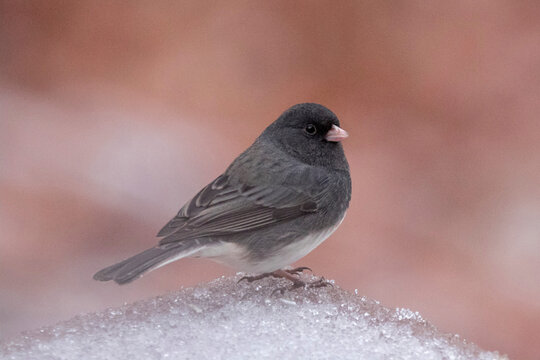 Close-up of dark-eyed junco perching on ice