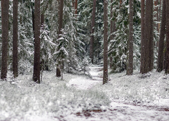 snow-covered trees, winter day, snow covered land and trees, winter feeling