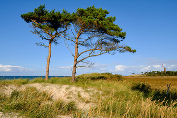 Obraz premium Lichtstimmung im Darßer Urwald und am Darßer Weststrand, Nationalpark Vorpommersche Boddenlandschaft, Mecklenburg Vorpommern, Deutschland
