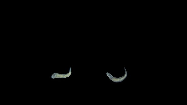 Microstomum lineare worm under a microscope, Microstomidae Family, Platyhelminthes Phylum. Freshwater, can multiply by division. Sample found in the Volga River