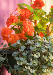 still life with colorful flowers in a flower pot, home decor, autumn