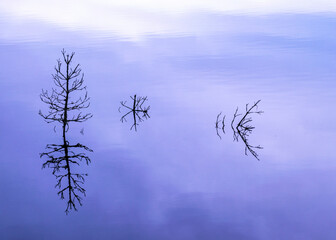 Fototapeta premium silhouettes of old dead tree branches in the lake, flooded forest