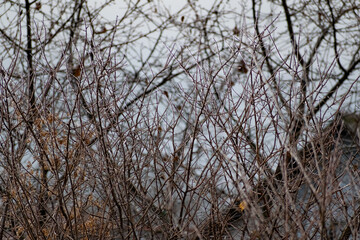 Dry ice and the bare branches of the shrubs. Cold season, winter period for trees. Interesting lighting of shiny ice, in cloudy weather
