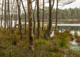 various old and rotten trees and tree branches on the shore of a swampy lake, flooded forest area, bog