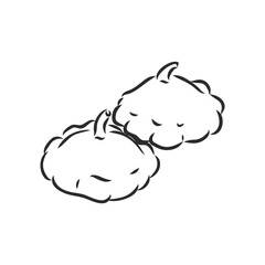 Beautiful vector hand drawn vegetables Illustration. Detailed retro style radish image. Vintage sketch element for labels, patisson, vector sketch on a white background