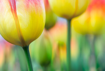 Vivid gradient color tulips in selective focus for your modern background in a hippie style. Bright yellow spring flowers on blurred bokeh for your floral banner or poster.