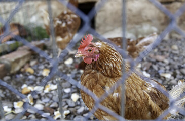 Hens locked in cage