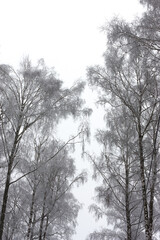 Crowns of trees with branches, covered with hoarfrost on a gray plain background of the winter sky.