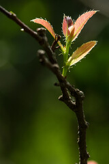 Young leaves of trees On a green background