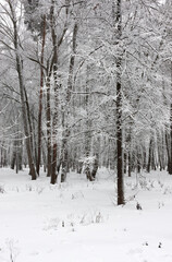 The branches of a young tree in the foreground, covered with white frost, stand out in contrast against the background trees in the city park.