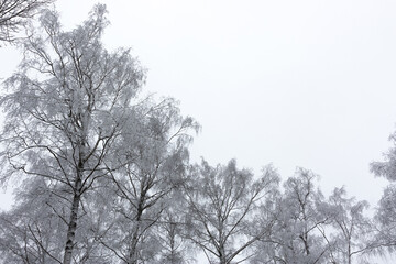 Fototapeta na wymiar Crowns of trees with branches, covered with hoarfrost on a gray plain background of the winter sky.