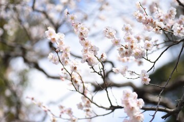 In Japan, Japanese apricot blossoms are in full bloom in February.
