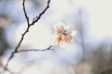 In Japan, Japanese apricot blossoms are in full bloom in February.