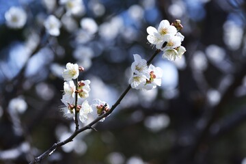 In Japan, Japanese apricot blossoms are in full bloom in February.