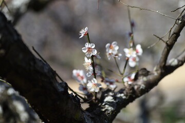 In Japan, Japanese apricot blossoms are in full bloom in February.