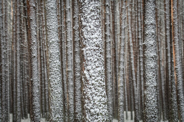 Ośnieżone pnie drzew © Wojciech