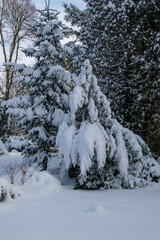 Wintereinbruch auf dem alten Friedhof in Bünde. Alles ist mit Schnee bedeckt, sehr friedlich und ruhig.