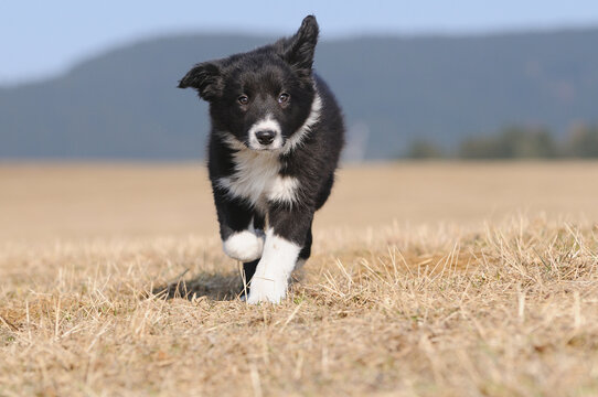 American Border Collie puppy 8 weeks