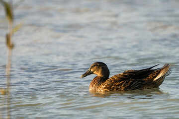 Female Mallard duck on the northeastern coast of Qatar