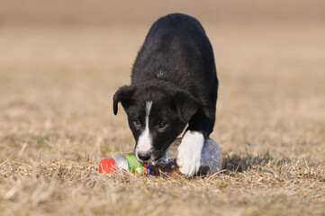 American Border Collie puppy 8 weeks