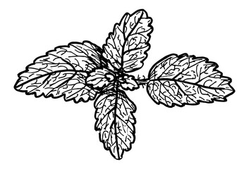 Fototapeta premium Sketch outline drawing of a mint bush