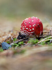 Fliegenpilz, Roter Fliegenpilz, Amanita muscaria