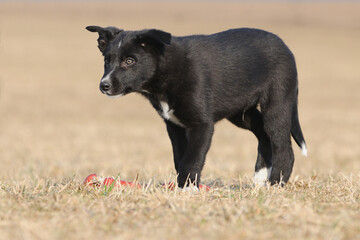 American Border Collie puppy 8 weeks stands in the field 