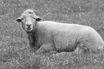 schaf in der wiese