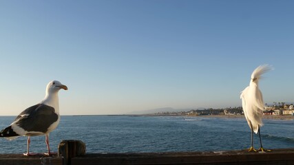 White snowy egret on wooden pier railings, Oceanside boardwalk, California USA. Ocean beach, sea...