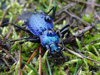 The blue ground beetle (Carabus intricatus) with drops of water.