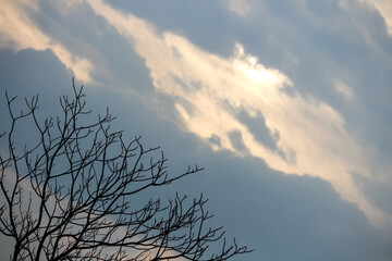 view of a leafless tree against the cloudy sky