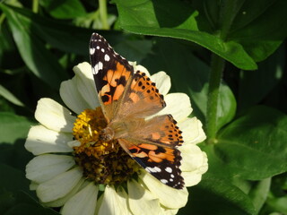 The painted lady (Vanessa cardui) on a zinnia flower.