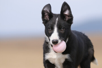 American Border Collie puppy 8 weeks