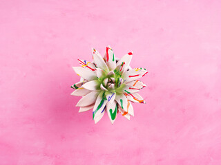 Colorful painted succulent on pink textured background. Echeveria
