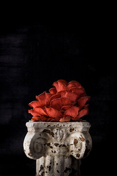 Mushroom On Old Pedestal Against Black Background