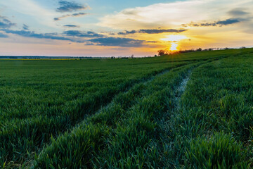 Fototapeta na wymiar Green and yellow fields of colza at cloudy sunset