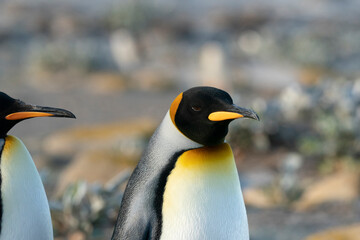 The King Penguin (Aptenodytes patagonicus)