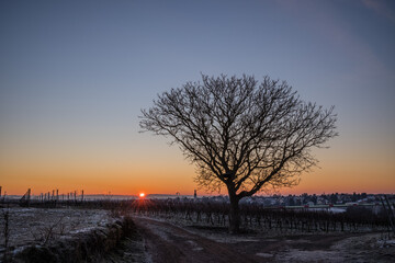 Fototapeta na wymiar sunrise and a walnut tree in winter