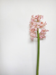 One pink hyacinth placed horizontally on the white background  